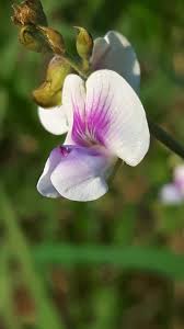 Image result for Tephrosia noctiflora