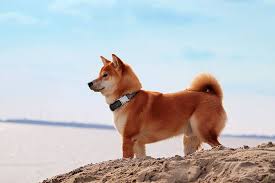 A small, alert and agile dog that copes very well with mountainous terrain and hiking trails. Shiba Inu Tierisch Verliebt De