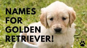 Golden Retriever Names 40 Best Ideas Names Youtube