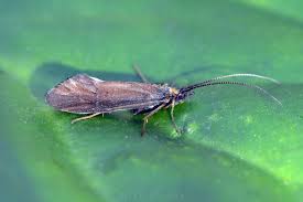 Image result for Platostoma strictum