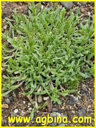 Image result for Helichrysum tillandsiifolium