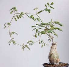 Image result for Cyphostemma barbosae