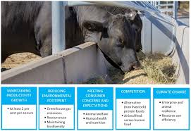 What Does The Future Hold For Livestock Production In Australia Csiroscope