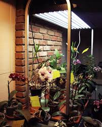 1 x adjustable rope hanger. Orchid Collection Under T5 High Output Fluorescent Grow Lights Grow Lights Orchids Growing Orchids