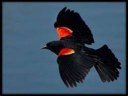 Black Bird With Red Under Wing Red Wing Black Bird One Of The First Of The Summer Birds To Show Up In Spring I Often Hear Them Before I See T Red Wing Blackbird Black Bird
