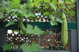 Luffa gourds can be grown from freshly harvested luffa aegyptiaca. Luffa Aegyptiaca Loofah Bath Sponge Gourd Grow Your Own 10 Fresh Seeds Ebay