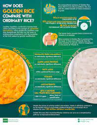 Golden rice, which was developed in the hopes of combatting that problem by a team of european scientists in the late '90s, was genetically modified to provide an essential nutrient that white rice lacks: Seedquest Central Information Website For The Global Seed Industry