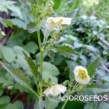 Image result for Cucumis ficifolius