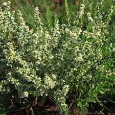 Image result for Asparagus suaveolens