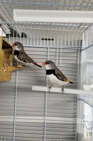 Diamond Firetail Finch Birds Of Australia Different Birds Pet Store