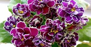 le shato brion ukrainian variety african violet african violet mutations or ldquo sports rdquo happe african violets violet plant african violets plants