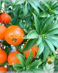 Image result for Pereskia aculeata