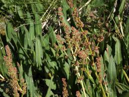 Image result for Rumex ruwenzoriensis