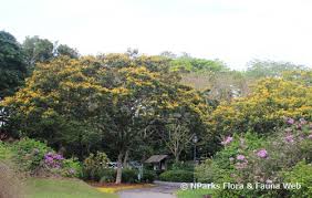 Image result for Peltophorum pterocarpum