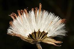 Image result for Kleinia fulgens