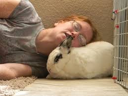 Image result for tbn:nuNU7FPK4A54yM::rvforsaleguide.com/images/bunny-resting-picture.jpg
