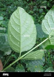 Image result for Psydrax subcordata