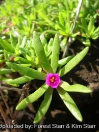 Image result for Portulaca foliosa