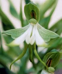 Image result for Bonatea antennifera