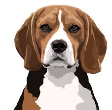 Beagle By Watch4dogz C Beagle Art Dog Drawing Animal Art