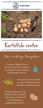 Mittelfrühe kartoffeln werden üblicherweise bis mitte august aus der erde geborgen. Kartoffeln Ernten Richtiges Vorgehen Zeitpunkt Kartoffeln Wachsen Kartoffelpflanzen Kartoffelernte