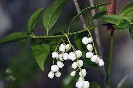 Image result for Hexasepalum sarmentosum