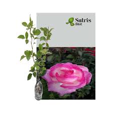 We did not find results for: Sutris Bibit Bunga Mawar Pink Tipped Bibit Tanaman Hias Terbaru Agustus 2021 Harga Murah Kualitas Terjamin Blibli