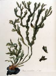 Fucus Vesiculosus Flora Batava Volume V11 Jpg 1 942 2 642 Pixels