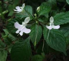 Image result for Impatiens bequaertii