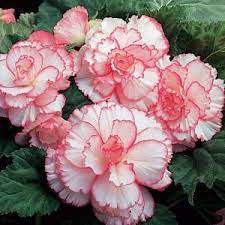 Begonia Picotee Petticoat Pack Of 4 Bulbs 70254 At The Home Depot Bulb Flowers Begonia Flowers