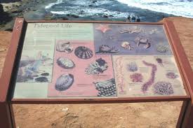 388 #23 of 450 things to do in san diego. Best Tide Pools In Los Angeles California Beaches