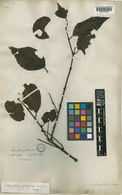 Image result for Helixanthera