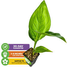 Image result for Strelitzia alba