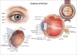 Details About New Anatomical Diagram Human Eye Anatomy Optometrist Chart Print Premium Poster