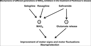 Different Generations Of Type B Monoamine Oxidase Inhibitors In Parkinson S Disease From Bench To Bedside Bentham Science