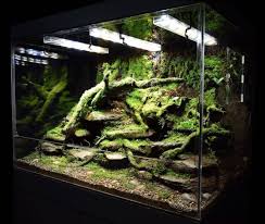 Pin By Caculha On Palyudarium Vivarium Terrarium Reptile Terrarium Reptile Habitat Vivarium