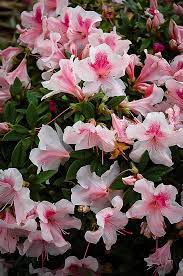 Autumn Chiffon Encore Azaleas For Sale The Tree Center