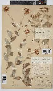 Image result for Berkheya carlinopsis