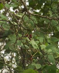 Image result for Ampelocissus africana