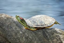 The submerged ramp allows turtles easy access to a dry basking area for maximum exposure to q: This Is What Happens When Your Turtle Is Always Basking Turtleholic