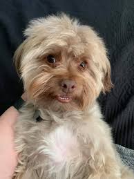 Dog Mom's ROCK!🤩 💛 (pc: Hey Buddy Comics)