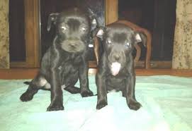 Michigan humane creates thousands of new families each year as we adopt out companion animals. Adorable Boxer Lab Puppies For Sale In Stanton Michigan Classified Americanlisted Com