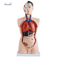 The male has an anatomically correct athletic body and very detailed topology. 19 Part 85cm Human Male Torso Model Human Anatomy Body Model Buy Human Male Torso Model Human Anatomy Body Model Human Torso Model Product On Alibaba Com