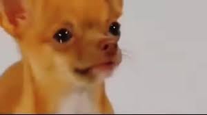 Meme Perrito Triste: Perro Chihuahua Llorando y Cantando Ska