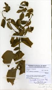 Image result for Triumfetta tomentosa