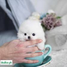 Check spelling or type a new query. Pomeranian Puppy White Price In Pakistan