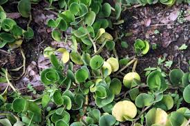 Image result for Olax obtusifolia