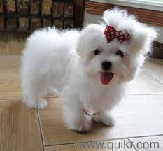 Pet sales philippines is philippines's #1 puppy, dog, cat, kitten & other pets and rescues listings site! Maltese Dog Price In Chennai