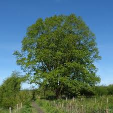 Epingle Par Jms Strazz Sur Arbres Feuillus Arbre Frene Arbre Arbre Feuillu