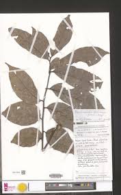 Image result for Pseudospondias microcarpa